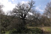 IMG_4651
