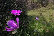 IMG_4655